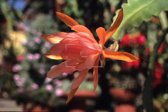 epiphyllum_bronze_star.jpg