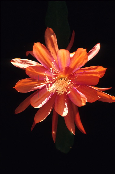 epiphyllum_hidden_treasure.jpg