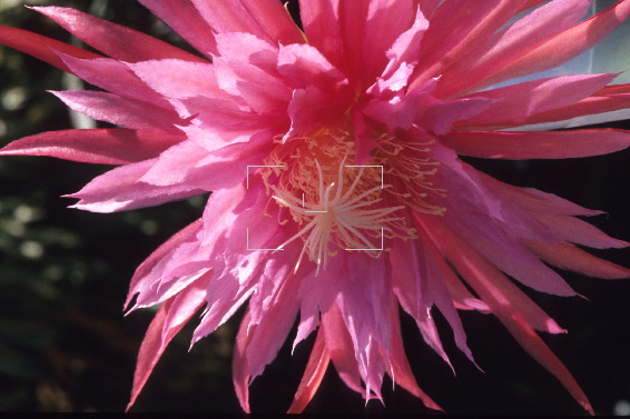 epiphyllum_pink_plumes.jpg