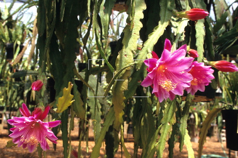 epiphyllum_tickled_pink.jpg