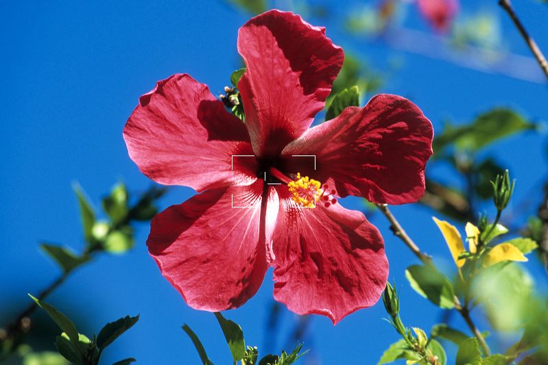 Fiji | Red Hibiscus Flower | FJ-0188.tif