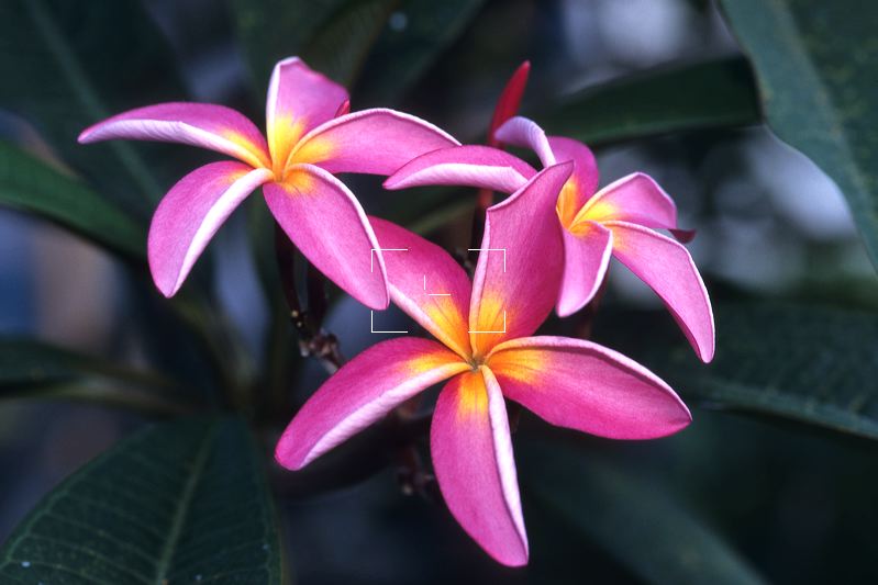 Плюмерия Plumeria d17 h100